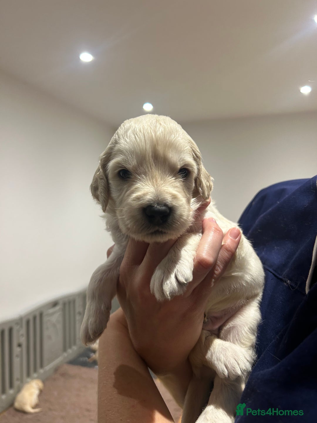 Double Doodle dogs for sale: Double doodles born 24/07/25 1 boy & 4 girls left - Image 35