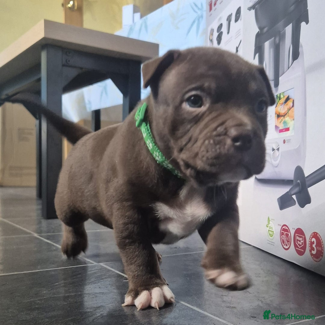 Mixed Breed dogs for sale: Pocket bully cross Chow Chow puppies for sale - Image 9