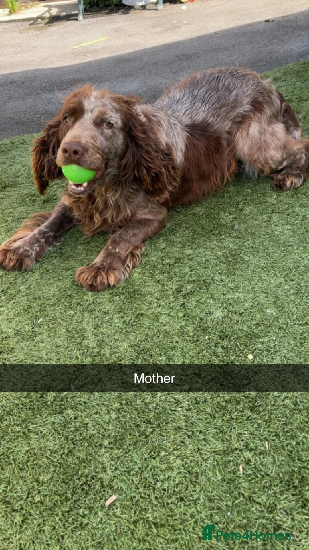 Cocker Spaniel dogs for sale: Boy cocker Spaniel pups ready to go in Leeds - Advert 1