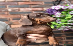 Miniature Dachshund dogs for sale: 🩷Stunning Chocolate & Tan Girls 🩷  in Stafford - Image 9