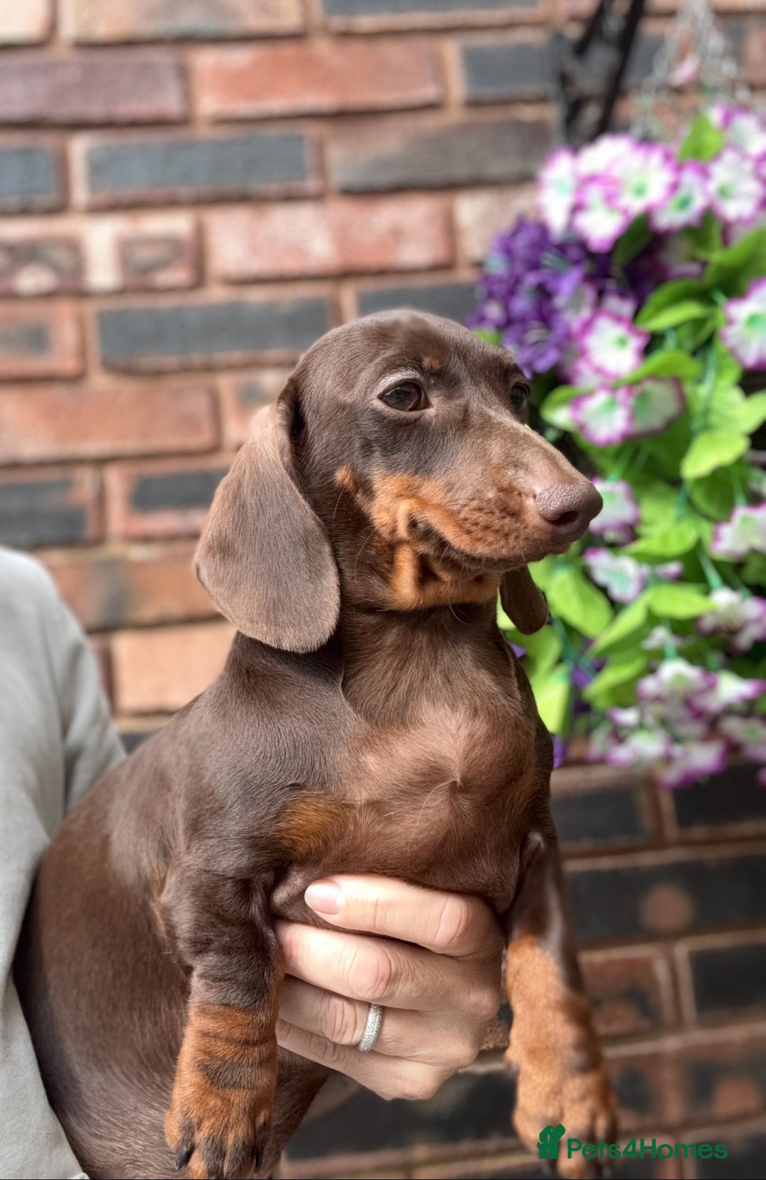Miniature Dachshund dogs for sale: 🩷Stunning Chocolate & Tan Girls 🩷  in Stafford - Image 9