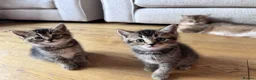 British Shorthair cats for sale: British shorthair kittens  - Advert 17