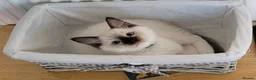 Ragdoll cats for sale: Beautiful Purebred Ragdoll Kittens Ready Now  - Advert 3