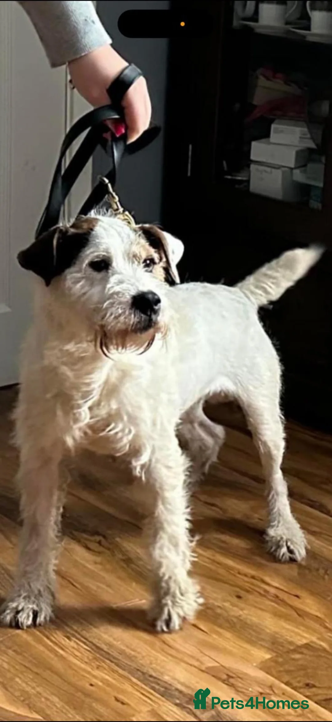 Parson Russell dogs for sale: PARSONS  RUSSELL TERRIER  PUPPIES FOR SALE - Advert 6