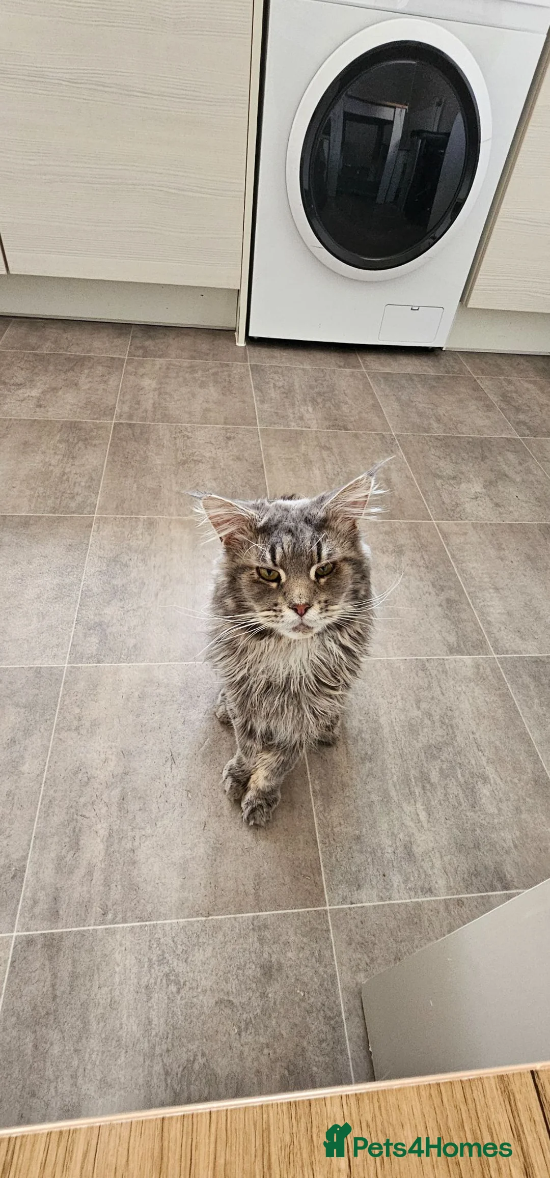 Maine Coon cats for sale: Male maine coon  - Advert 3