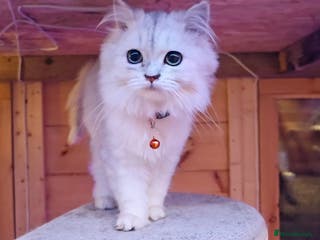 Scottish Fold cats Scottish Fold Kittens - Advert 1