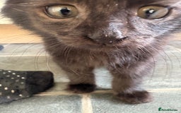 Mixed Breed cats for sale: 3 loveable playful kittens  - Image 5
