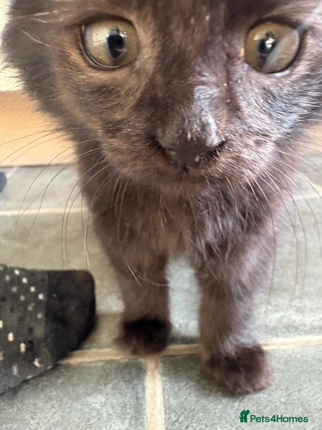 Mixed Breed cats for sale: 3 loveable playful kittens  - Image 5