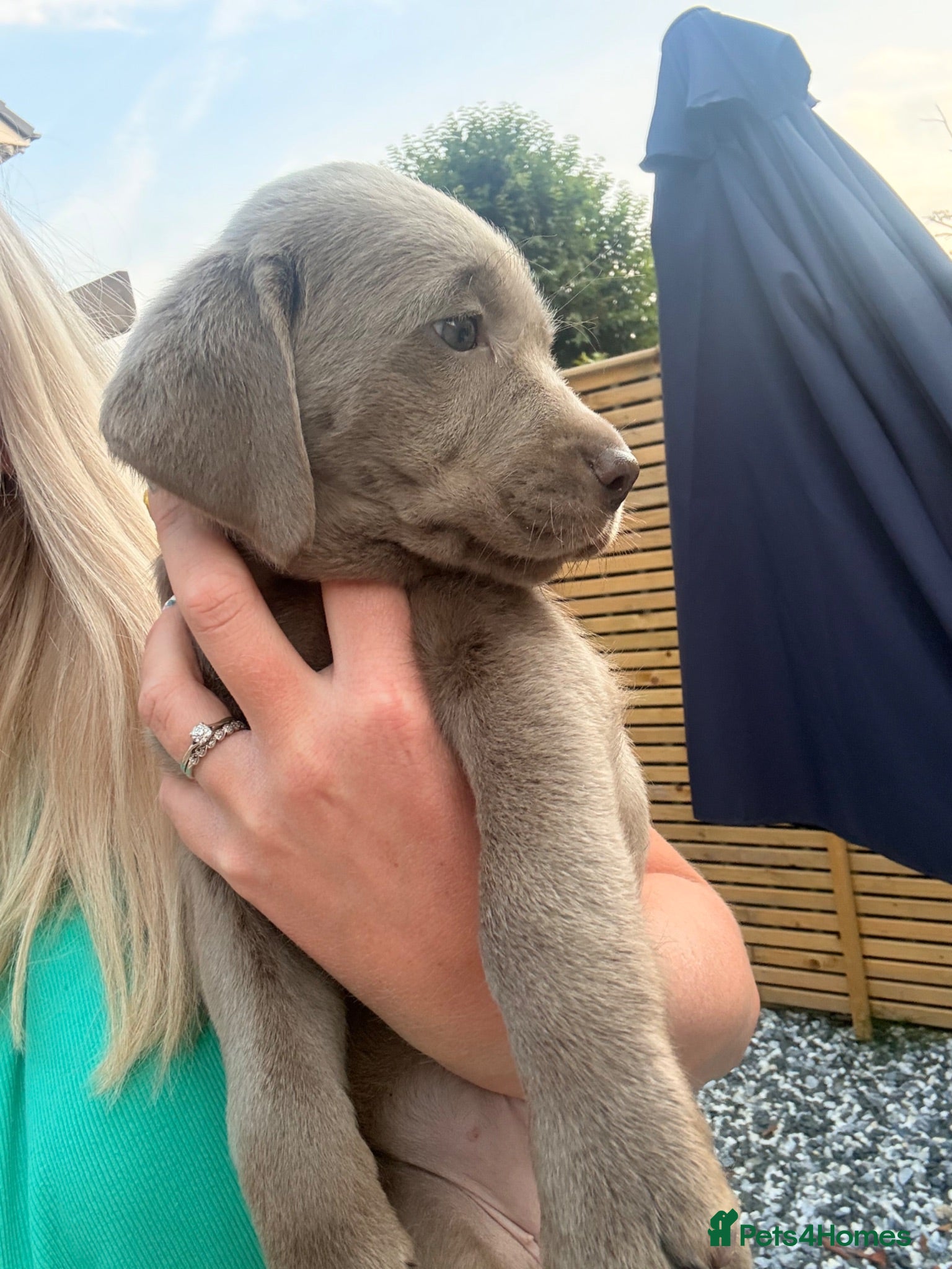 Labrador Retriever dogs 1 girl left KC Silver Labrador, Ready 28/7/26 - Advert 1
