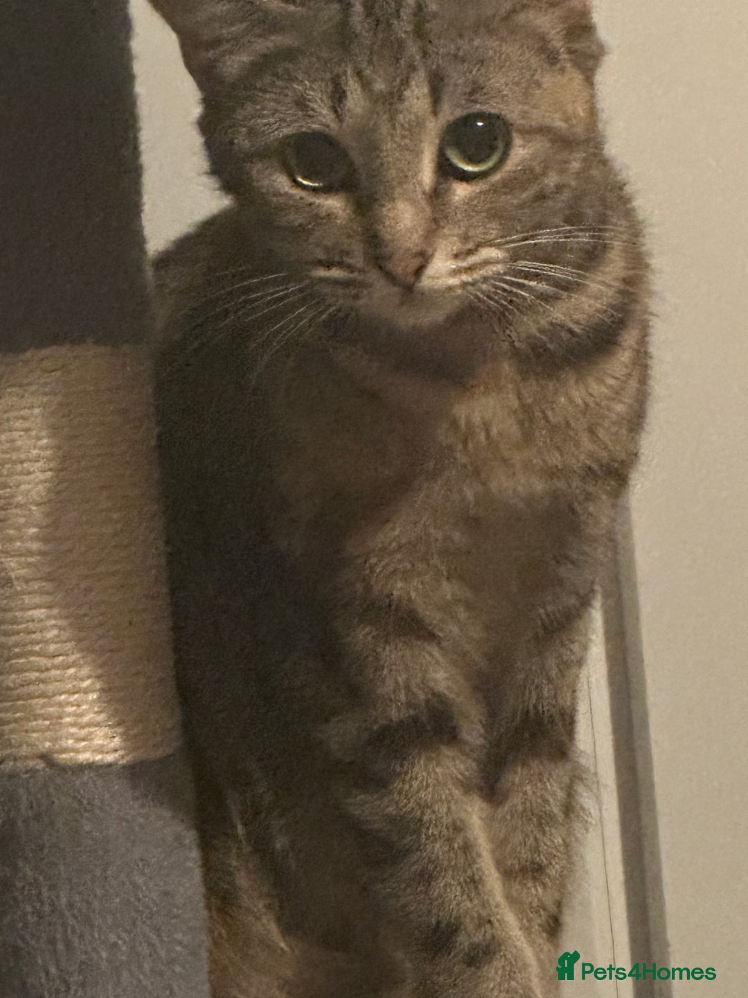 Ragdoll cats for sale: male kitten ragdoll cross bengal x  - Advert 11