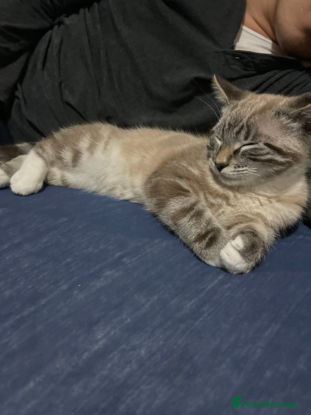 British Shorthair cats for sale: Beautiful british short hair mix kitten - Advert 5