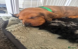 Miniature Dachshund dogs for sale: Beautiful dachshund puppy’s  - Image 18