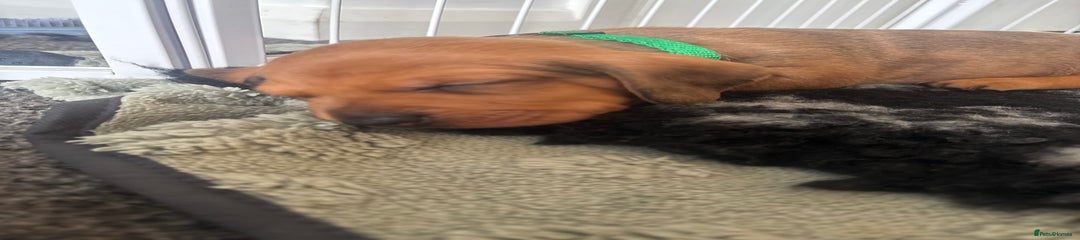 Miniature Dachshund Puppy 4