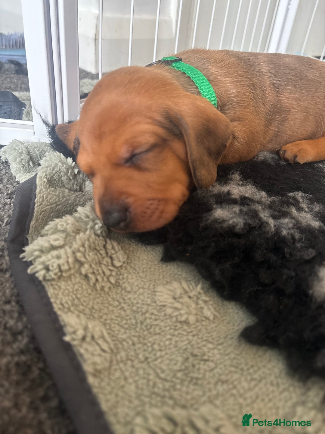 Miniature Dachshund dogs for sale: Beautiful dachshund puppy’s  - Image 18