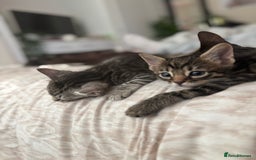 Bengal cats for sale: Half breed Bengal kittens for sale🐆 - Image 3