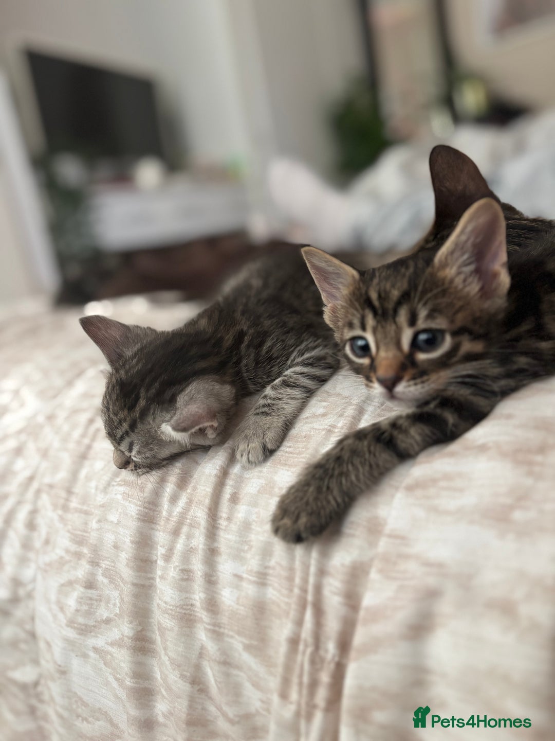 Bengal cats for sale: Half breed Bengal kittens for sale🐆 - Image 3