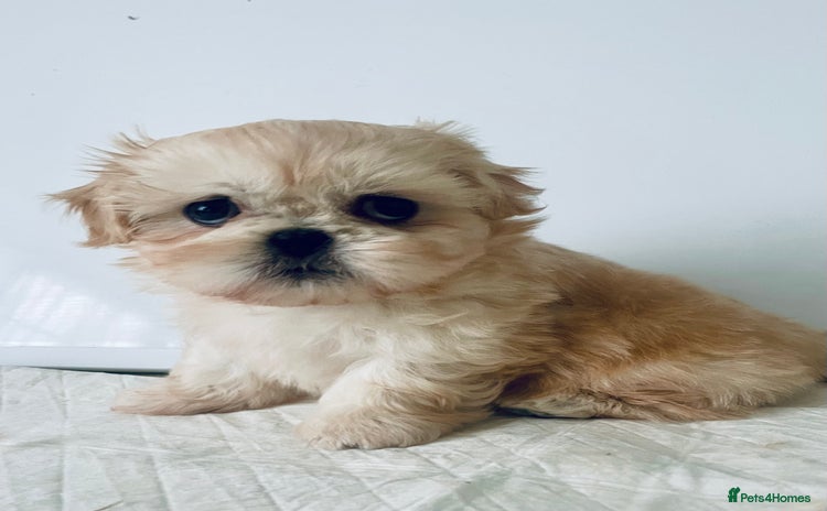 Shih Tzu dogs - Advert 2