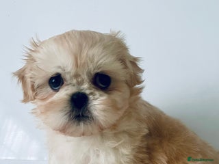 Shih Tzu dogs - Advert 3