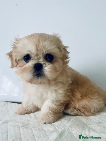 Shih Tzu dogs - Advert 2