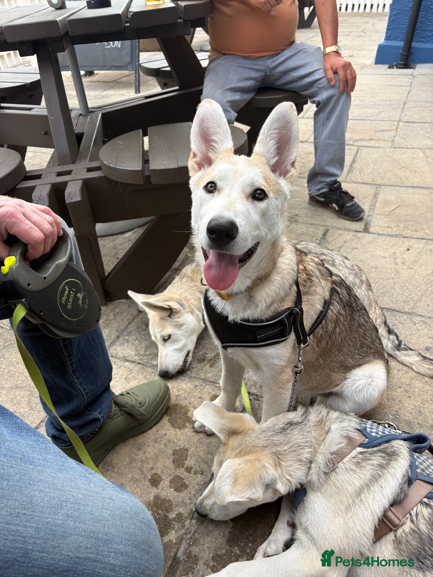 Mixed Breed dogs White swiss shepherd /Low Content Wolfdog puppies  - Advert 2