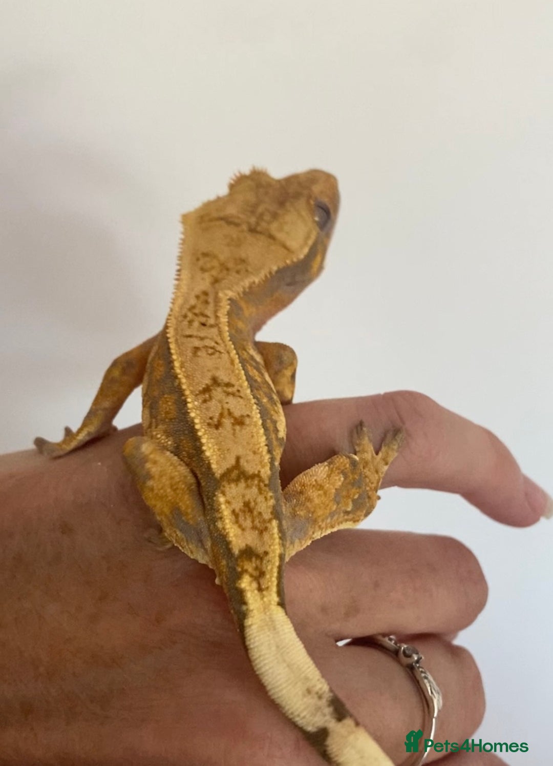 Gecko reptiles for sale: Extreme harlequin crested gecko  - Image 3