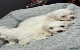 Maltese dogs for sale: Maltese puppy’s  - Image 12
