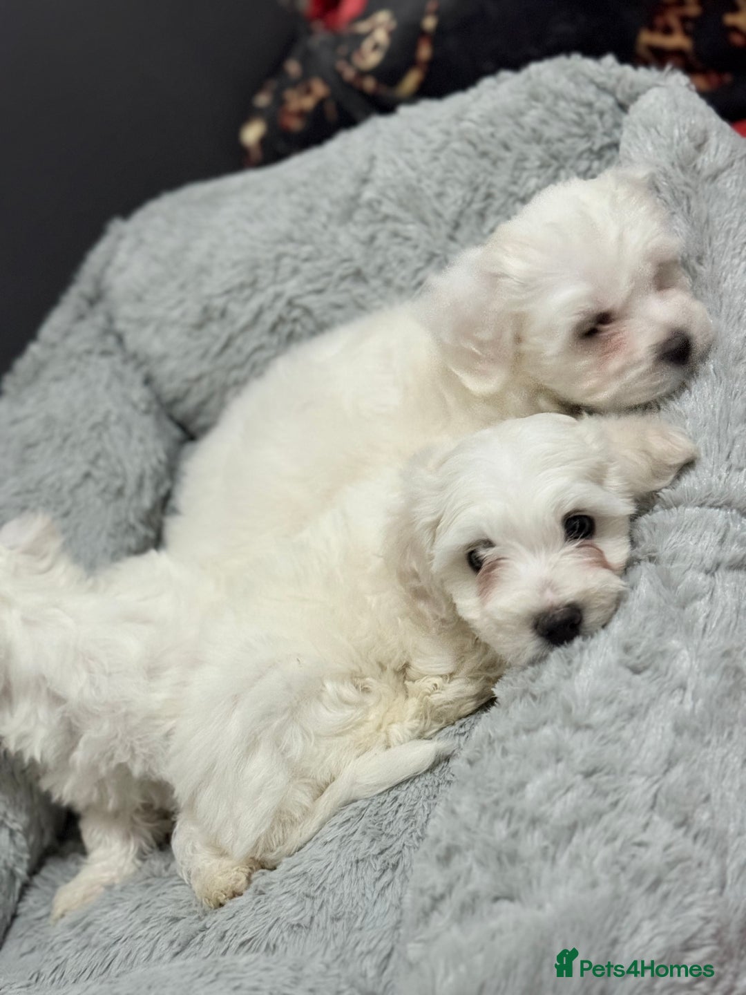Maltese dogs for sale: Maltese puppy’s  - Image 12