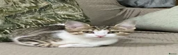 Domestic Shorthair cats for sale: Domestic shorthair kitten  in Bolton - Advert 3