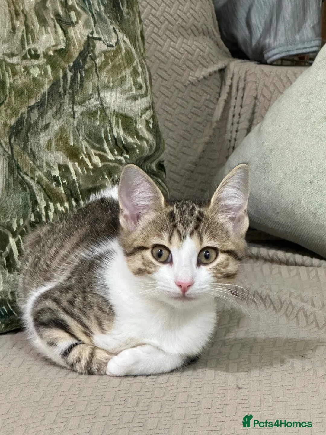 Domestic Shorthair cats for sale: Domestic shorthair kitten  in Bolton - Advert 3