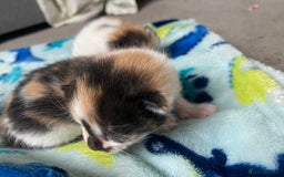 British Shorthair cats for sale: 3 gorgeous kittens for sale - Image 6