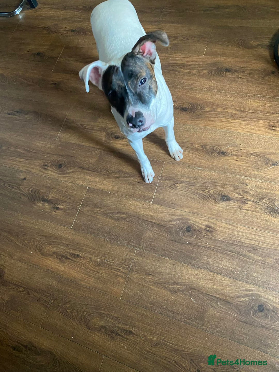 Staffordshire Bull Terrier dogs for sale: Maylo ready for new Home 🐾  - Advert 2