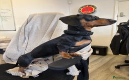Miniature Dachshund dogs for stud: Beautiful Black and Tan for Stud - Image 1