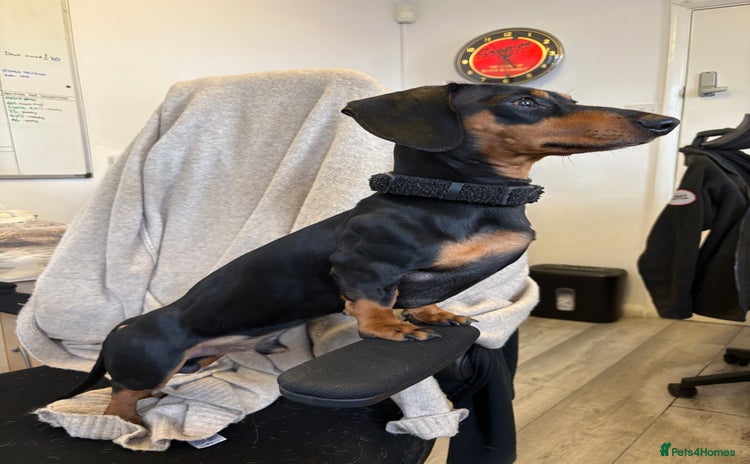 Miniature Dachshund dogs - Advert 16