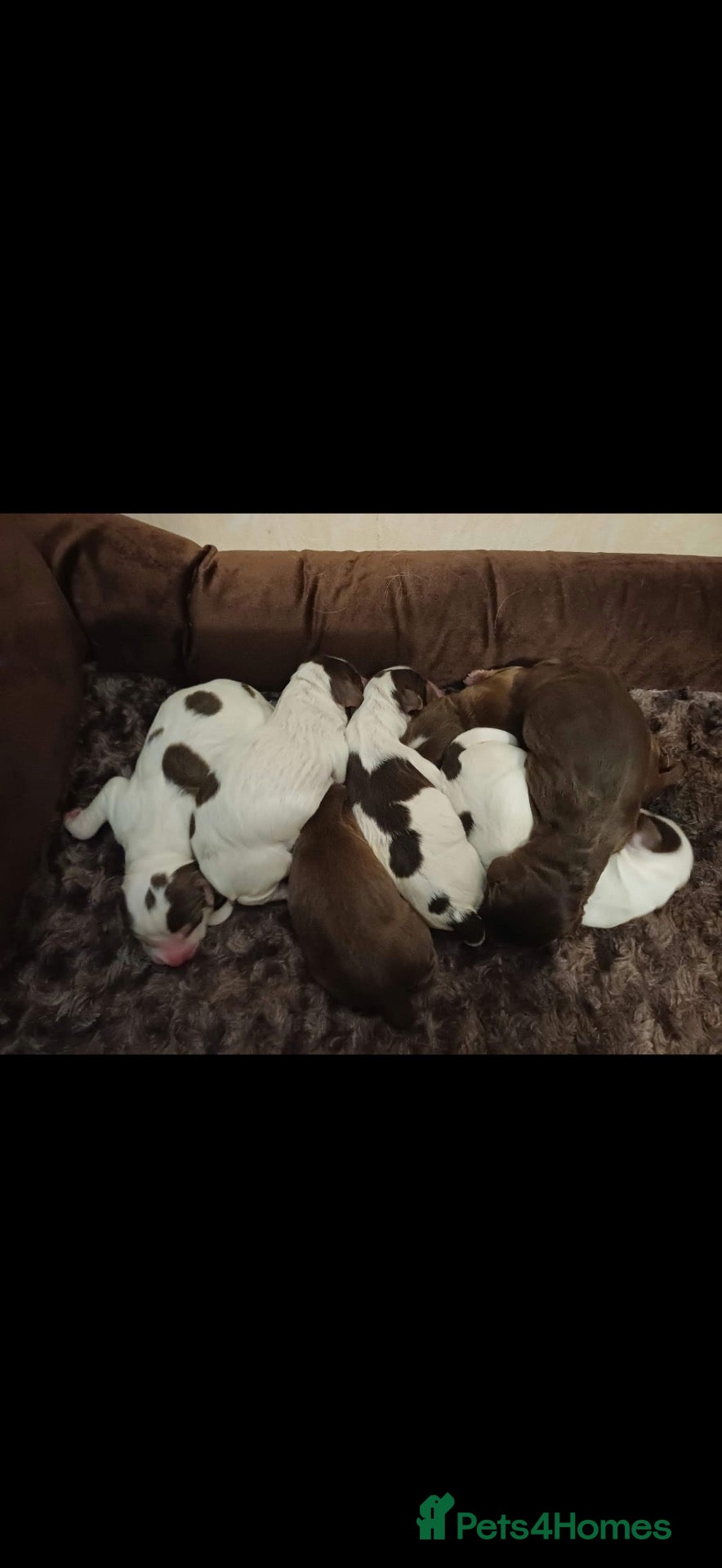 Cocker Spaniel dogs for sale: Cocker spaniel puppies  - Advert 1