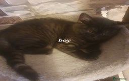 British Shorthair cats for sale: British Shorthair Kittens - Image 3