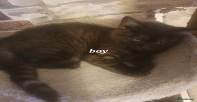 British Shorthair cats - Advert 3