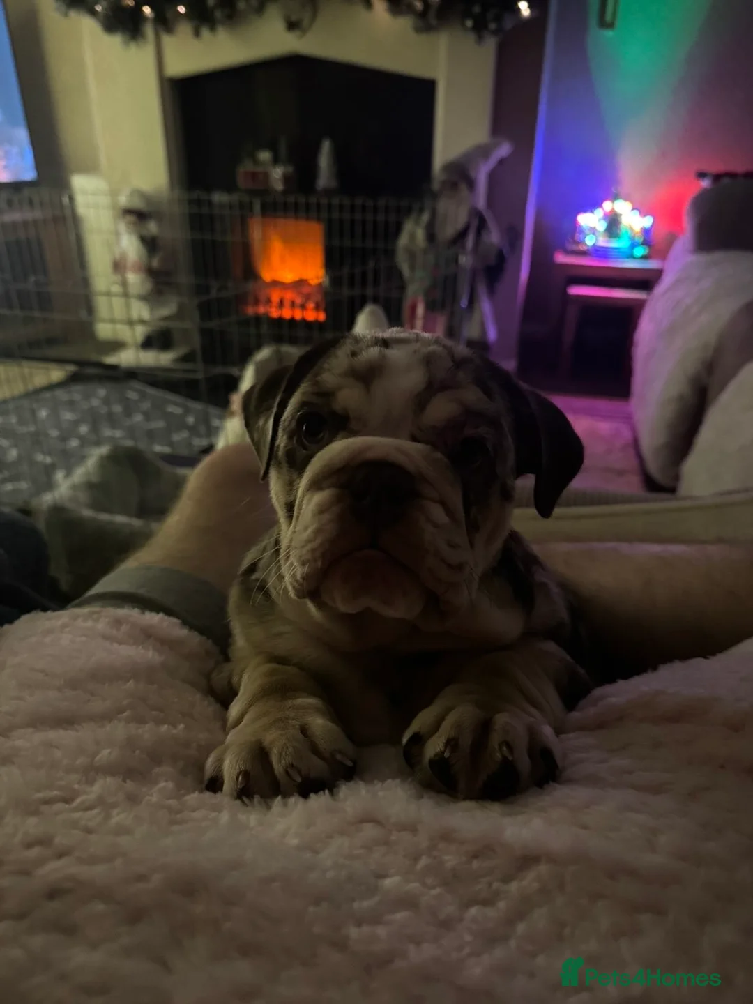 English Bulldog dogs for sale: tanned merle English bulldog  - Advert 5