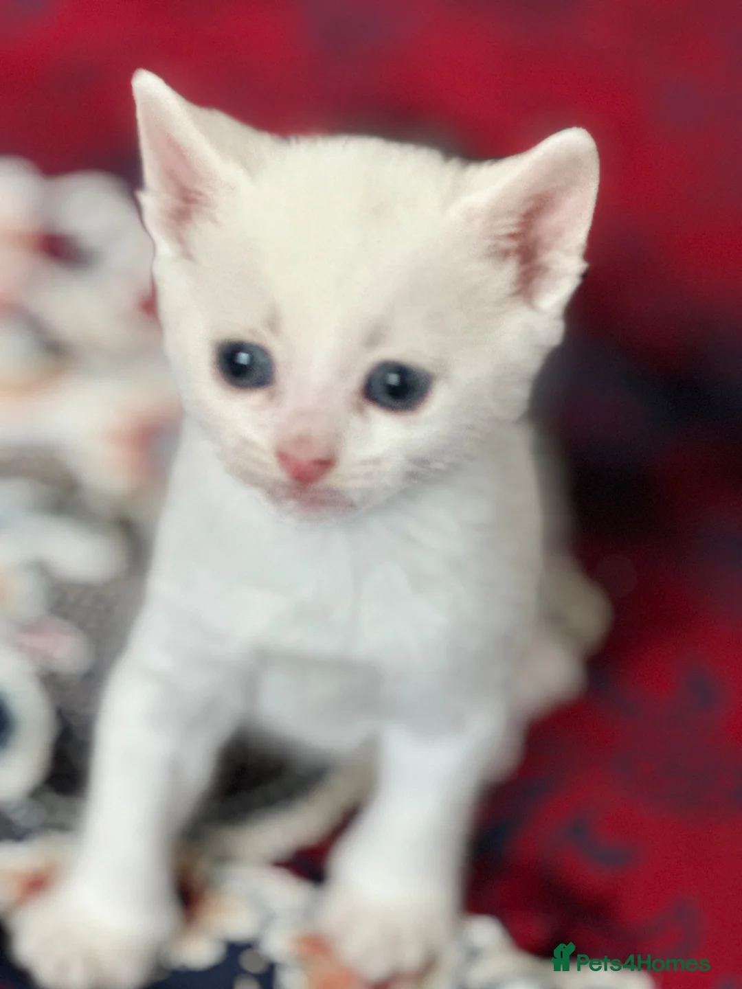 Turkish Angora cats for sale: Cats for sale in Derby - Advert 2