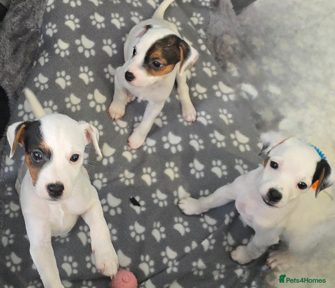 Parson Russell dogs for sale: Parson Russell Puppies - Advert 3