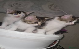 Mixed Breed cats for sale: Kittens ready for new homes  - Image 14