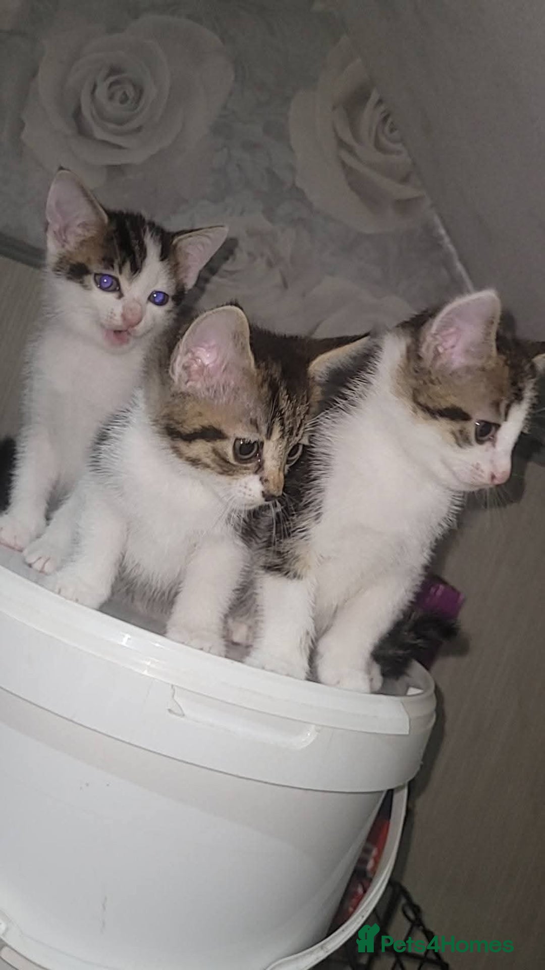 Mixed Breed cats for sale: Kittens ready for new homes  - Image 14