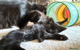 Mixed Breed cats for sale: Beautiful Maine Coon cross kittens - Image 9