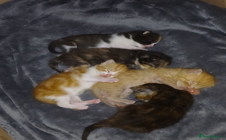 Mixed Breed cats - Advert 8