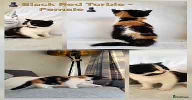 British Shorthair cats - Advert 11