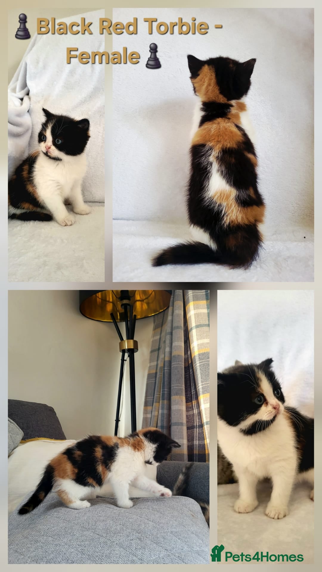 British Shorthair cats for sale: ✨ Gorgeous Pedigree Kittens – 3 Beautiful Girls✨ - Image 3