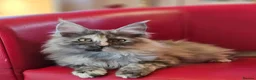 Maine Coon cats for sale: BEAUTIFUL MAINE COON KITTENS FOR SALE - Advert 2