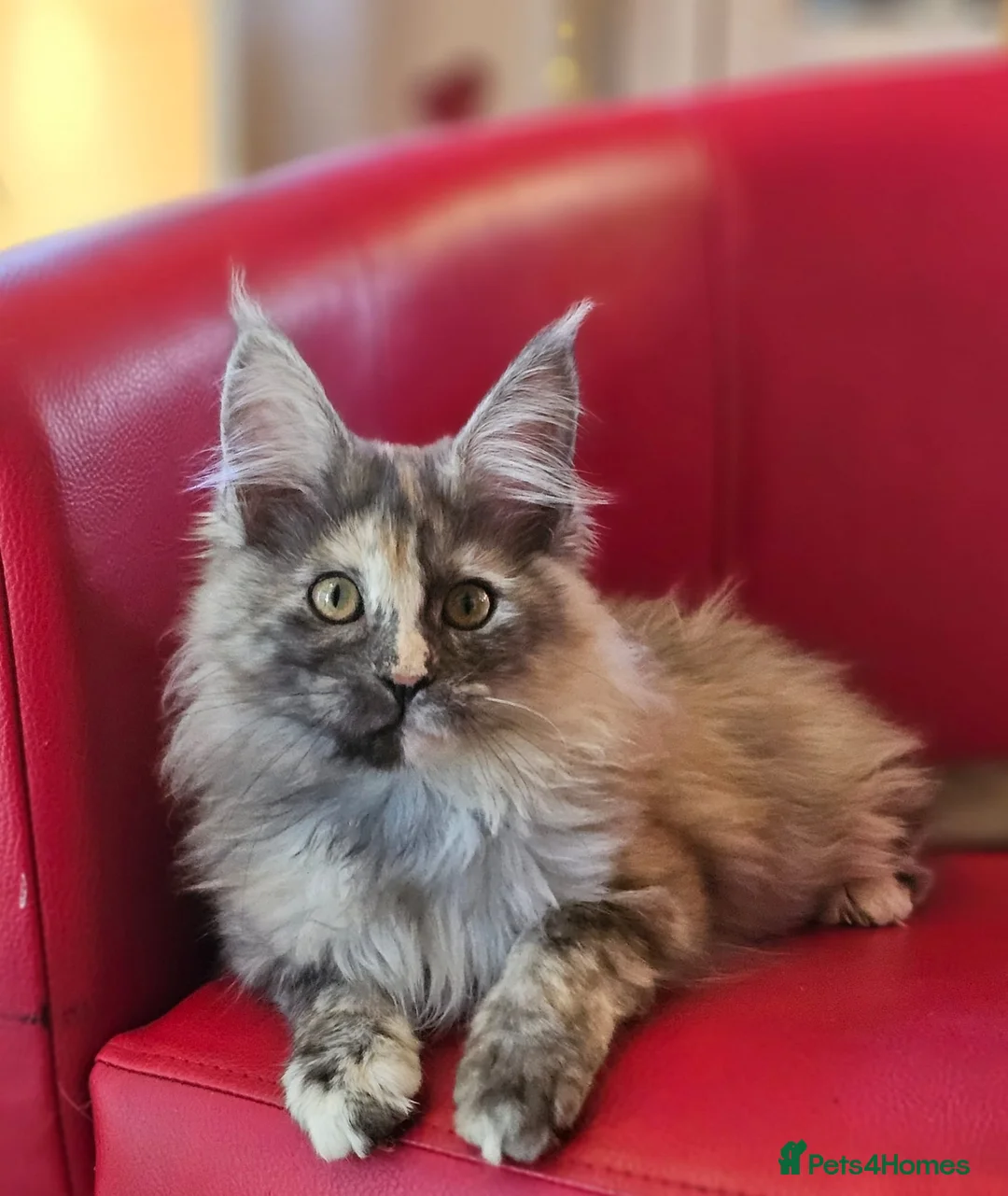 Maine Coon cats for sale: BEAUTIFUL MAINE COON KITTENS FOR SALE - Advert 2