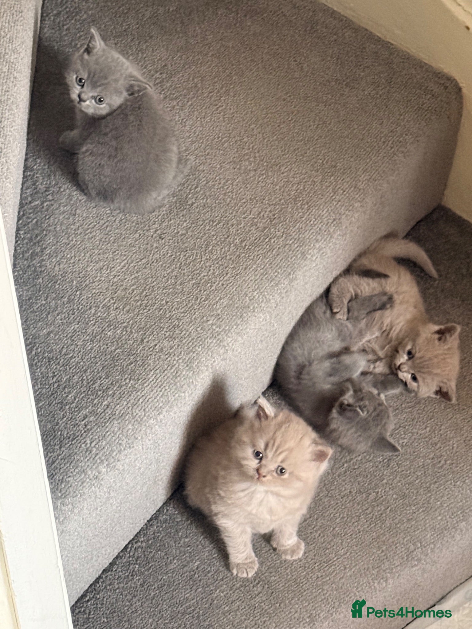 British Shorthair cats Amazing British shorthair kittens!!!… - Advert 2