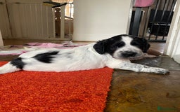 Sprocker dogs for sale: Sprocker puppy bitch  - Image 7