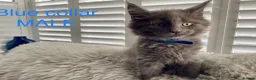 Maine Coon cats for sale: Bundles of fluff,  Maine Coon kittens  - Advert 16